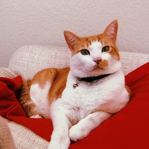 Meet your Posher, Ninnie